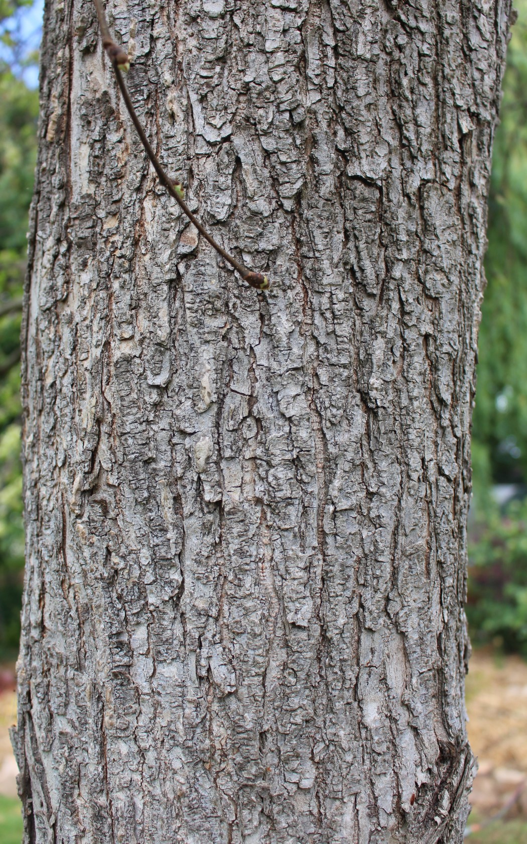 Bark_lower